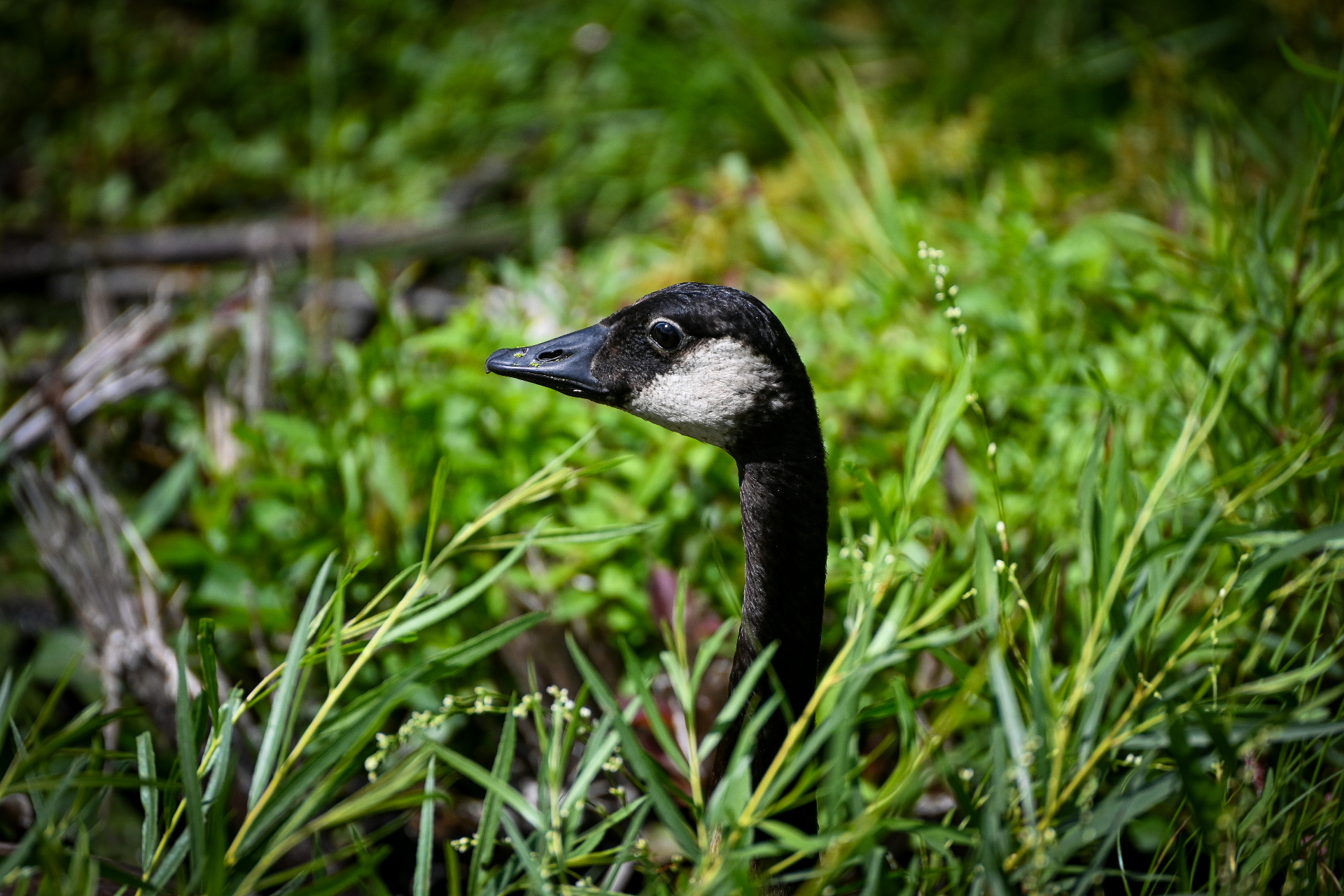 Tall grass at Barkhausen Waterfowl Preserve