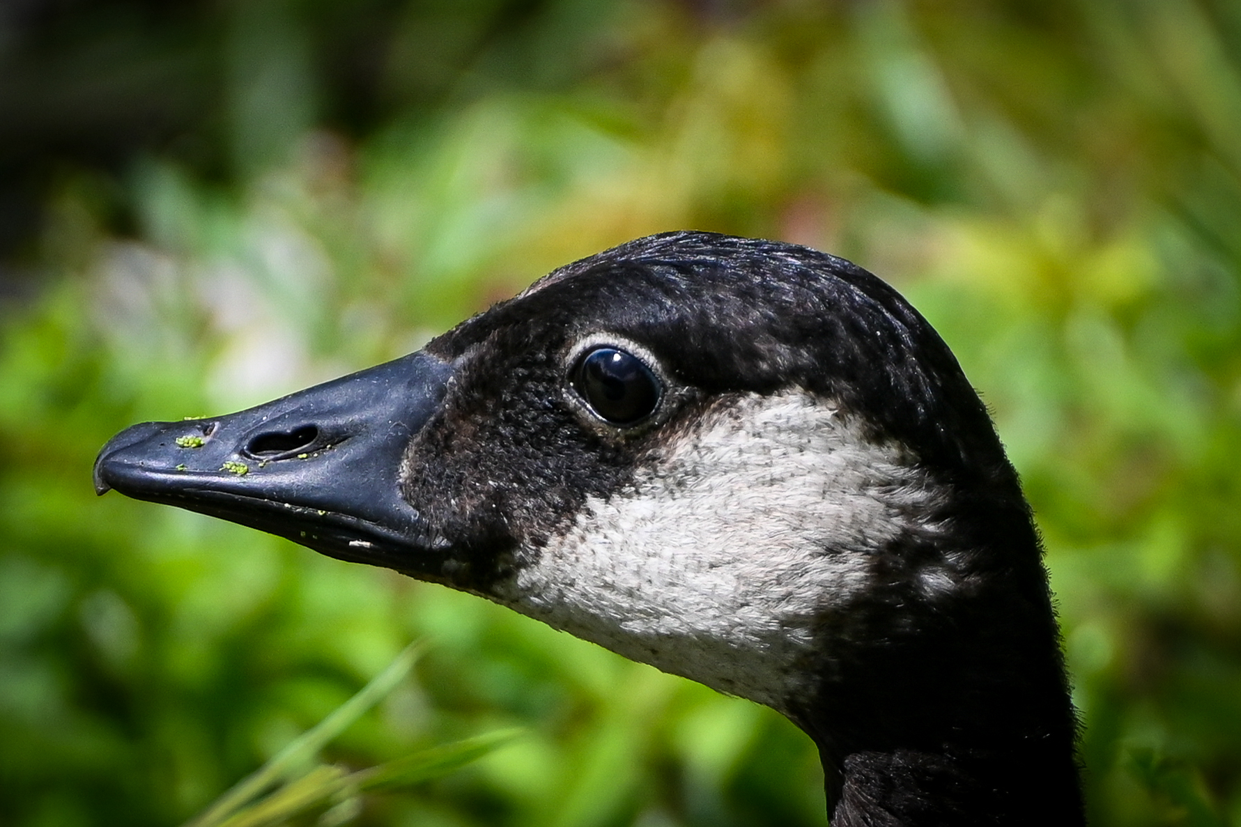 Wildlife at Barkhausen